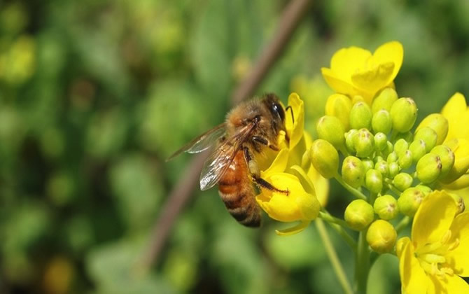 油菜花蜂蜜是什么颜色