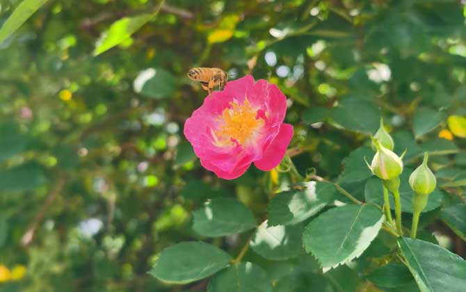 冬天到了蜜蜂干什么去了（蜜蜂的行为）