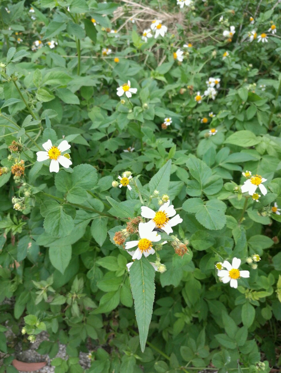 冬蜜主要是什么蜜源植物（冬蜜的蜜源植物介绍）