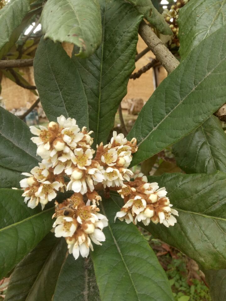 冬蜜主要是什么蜜源植物（冬蜜的蜜源植物介绍）