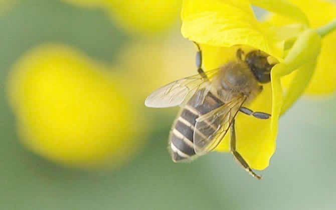 胡蜂蜂王死了的表现