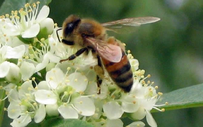 蜜蜂寿命