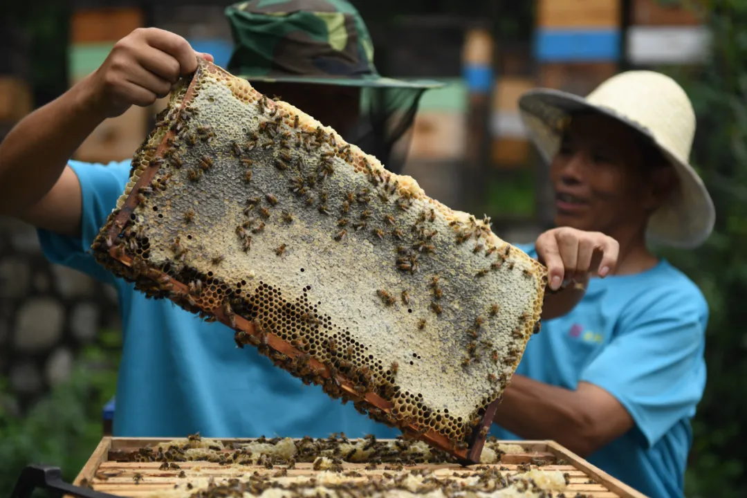 强群多箱体成熟蜂蜜生产技术（强群多箱体成熟蜂蜜生产技术了解一下吧）