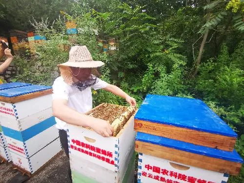 强群多箱体成熟蜂蜜生产技术（强群多箱体成熟蜂蜜生产技术了解一下吧）