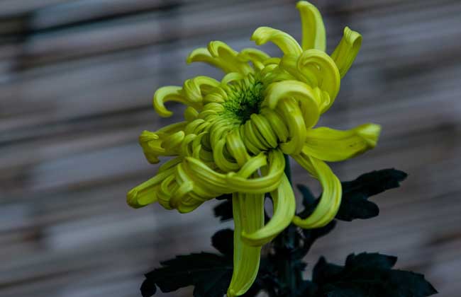 野菊花什么时候开花（野菊花什的开哈时间和泌蜜情况）