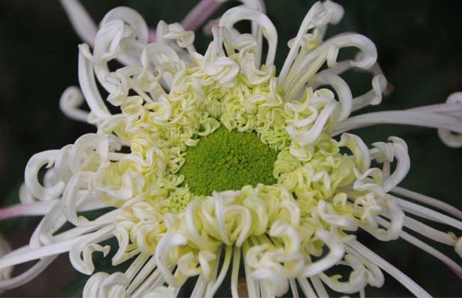 野菊花什么时候开花（野菊花什的开哈时间和泌蜜情况）