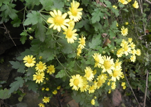 野菊花的流蜜条件与时间（野菊花的流蜜条件和开花时间及蜂蜜产量）