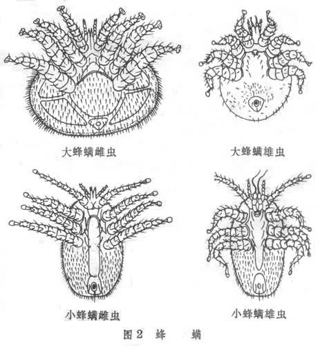 什么是蜂螨（中蜂有蜂螨虫吗）