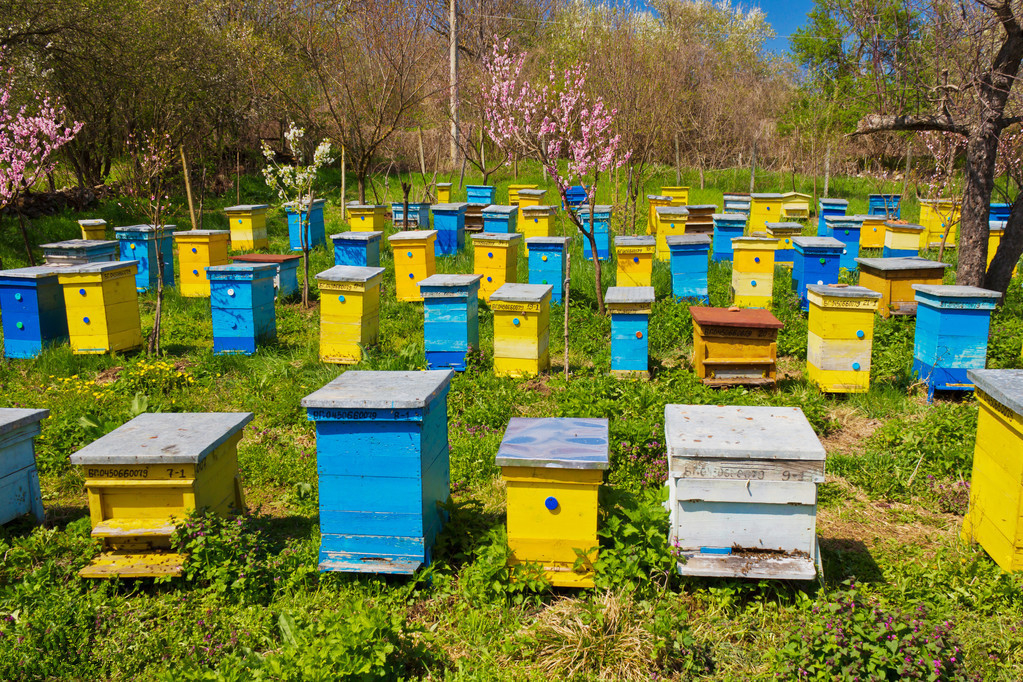 如何定地养殖蜜蜂（定地养蜂场地与模式选择）