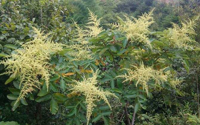 海南有五倍子花吗（五倍子什么时候开花）