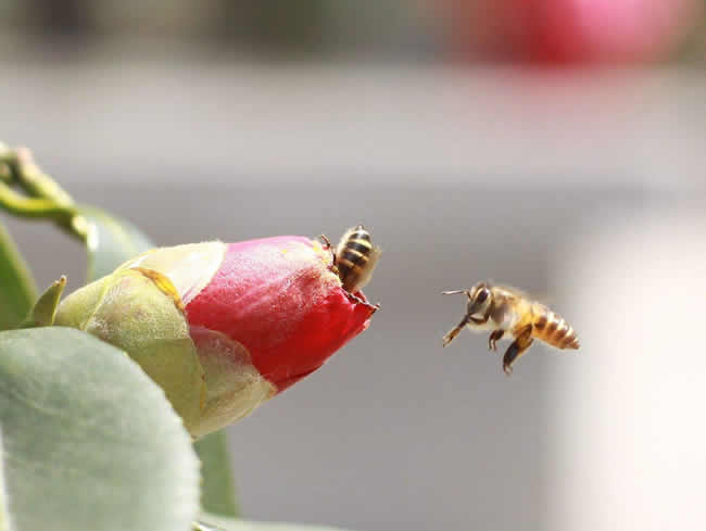 【蜜蜂知识】蜜蜂怎样安全度夏？