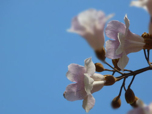 桐树花泡脚有什么好处（桐树花的功效与作用）