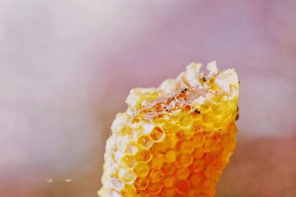 鸭脚木蜂蜜和野桂花蜜哪个好（鸭脚木花蜂蜜有什么作用）