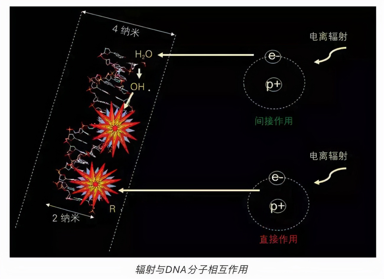 神舟十二号平安归来！着陆出舱后，3名航天员为啥要躺在椅子上？