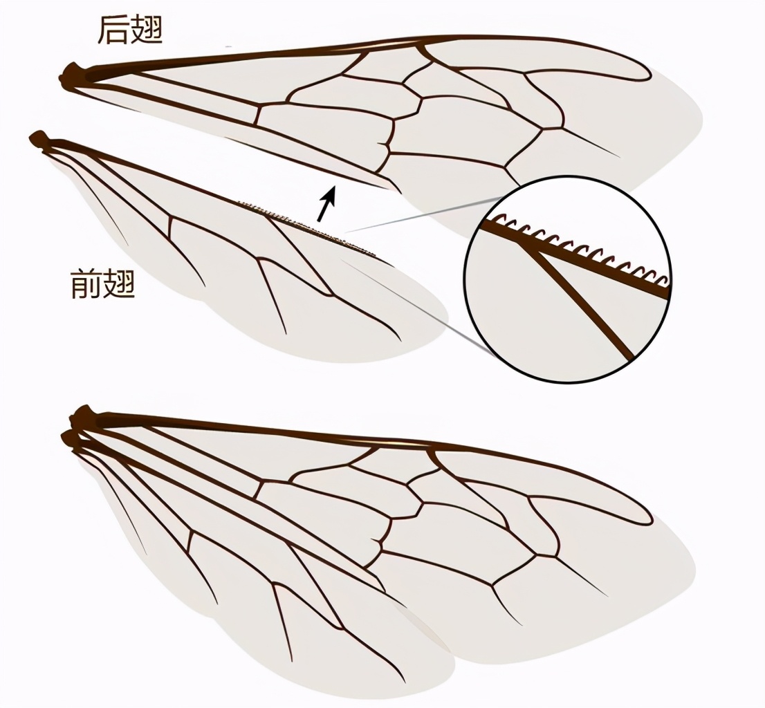蜜蜂翅膀结构
