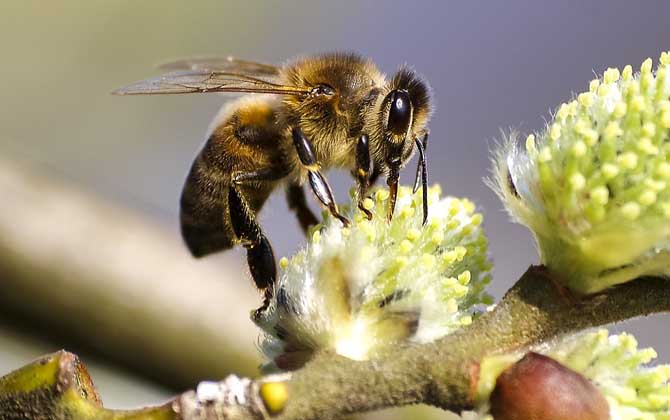 蜜蜂采蜜是什么工蜂（工蜂的形态特征）