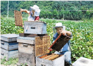 养蜂要办营业执照吗（养蜂营业执照办理手续）