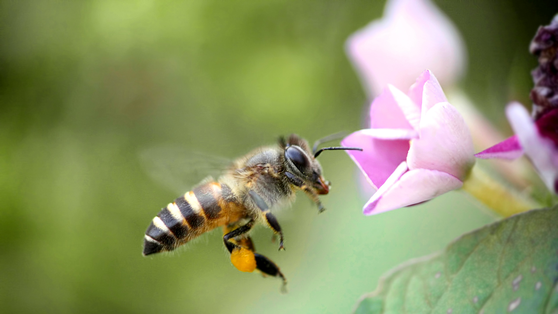 蜜蜂怎么养比较好（养蜜蜂的技巧）