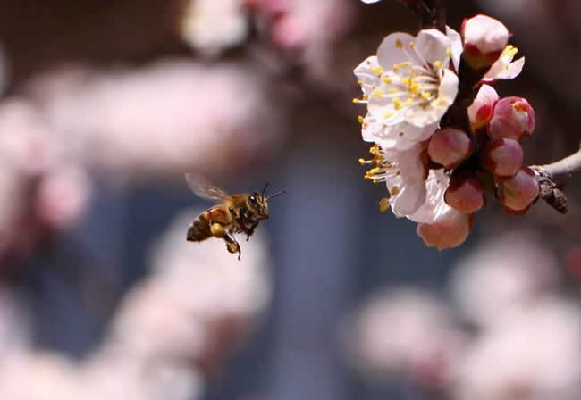 苏拉威西蜂有哪些特点呢？