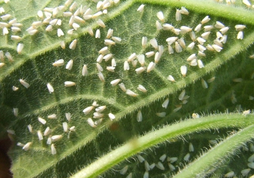 丽蚜小蜂（天敌昆虫丽蚜小蜂品种介绍）