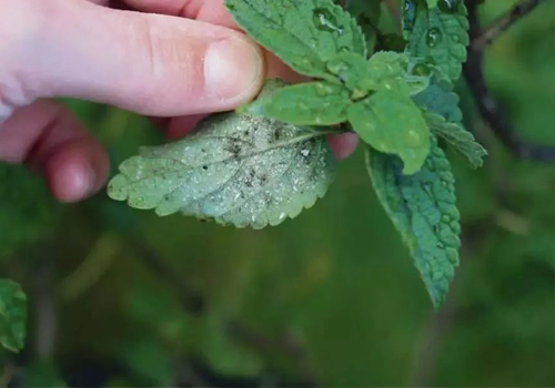 丽蚜小蜂（天敌昆虫丽蚜小蜂品种介绍）