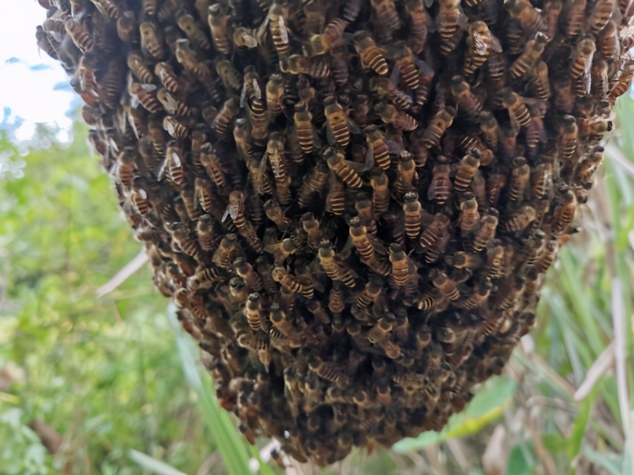 蜜蜂飞逃是蜂王最后出来吗（蜂群怎么会突然飞逃）