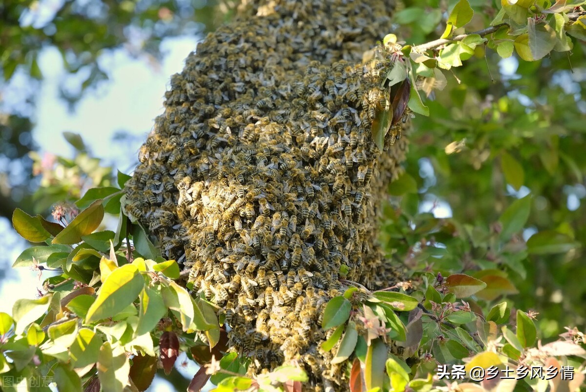 诱蜂技巧和方法（快速简单又高效的诱蜂技术和方法）