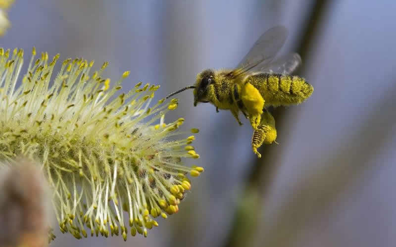 蜜蜂采花蜜是为了什么？