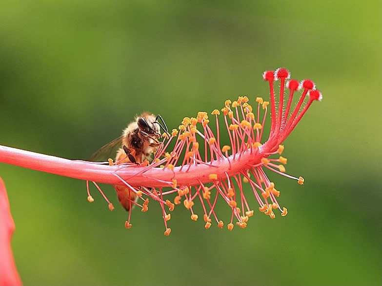 蜜蜂采花蜜是为了什么？