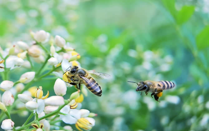 新手养蜂