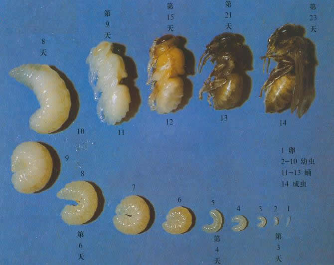 蜜蜂的生活习性及生长过程