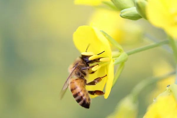 高加索蜂有毒吗（高加索蜂生物学特性）