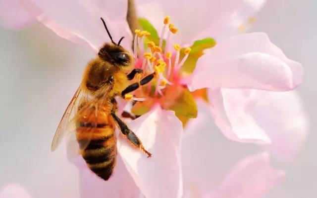 高加索蜂有毒吗（高加索蜂生物学特性）