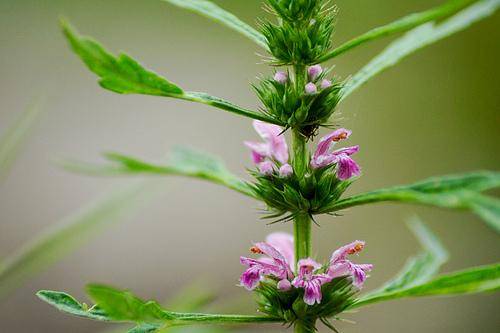 益母草什么时候开花（益母草几月开花几月份生长）