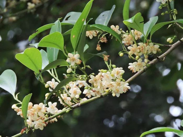 南方夏季蜜源植物有哪些？(蜜源植物花期和产地)