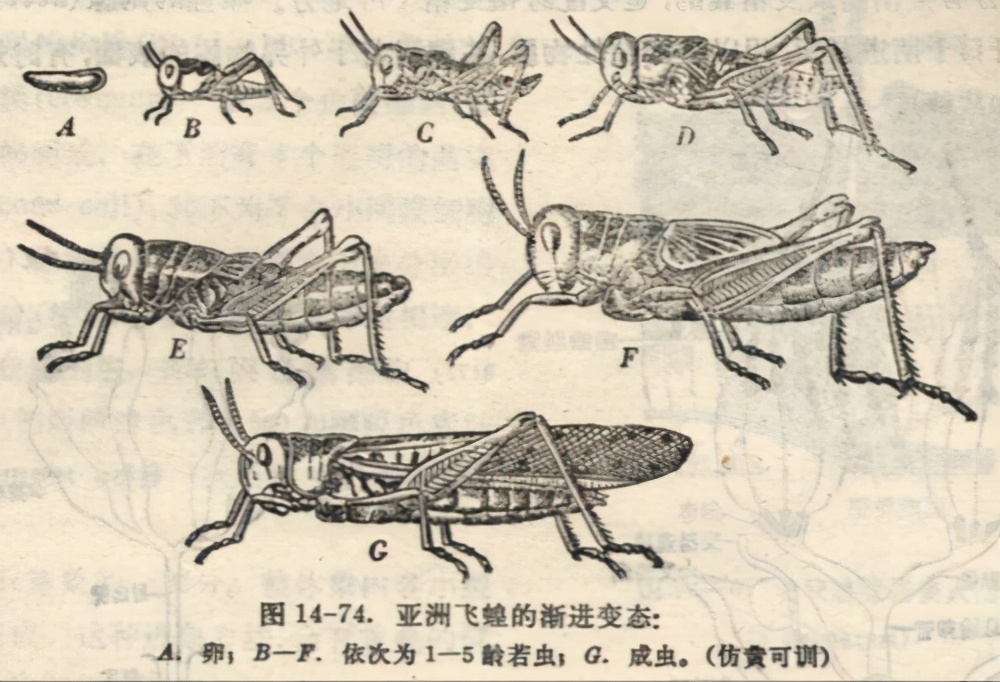 20万只粉红椋鸟驰援新疆灭蝗，护40万亩草场！蝗灾到底有多可怕？