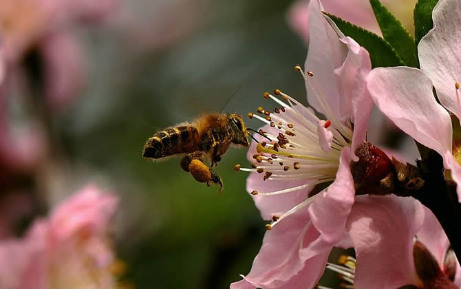 蜜蜂采蜜