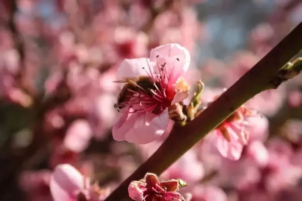 蜜蜂春繁管理技术（春繁蜜蜂应注意什么）