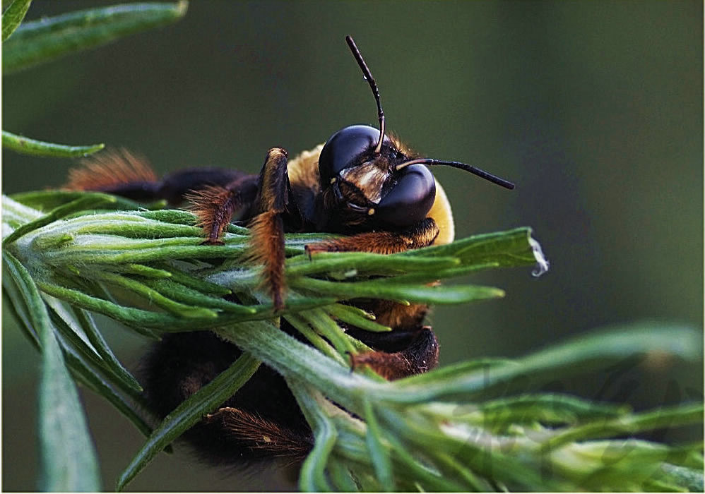 木蜂是益虫还是害虫（木蜂钻木头的目的）