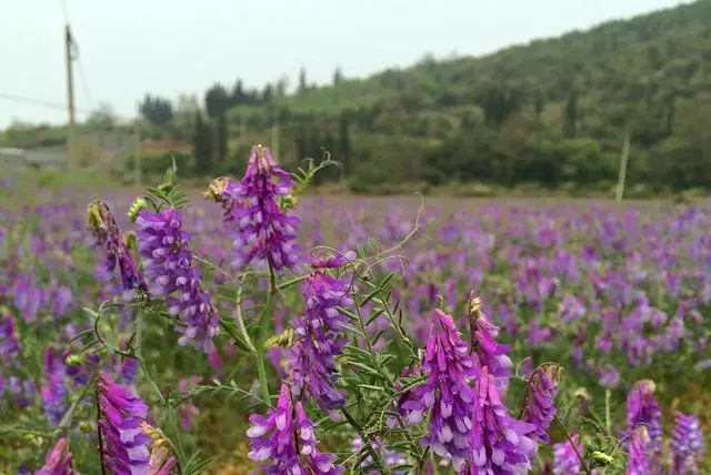 苕子花什么时候开花（苕子是什么植物）