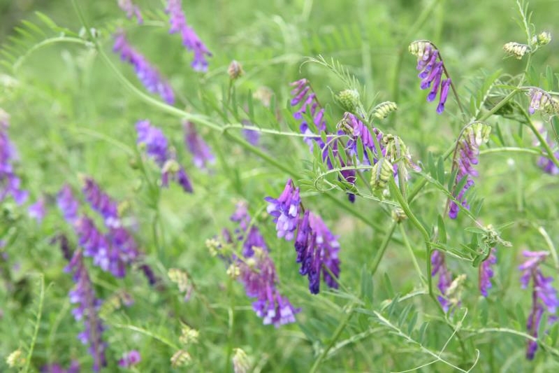 苕子花什么时候开花（苕子是什么植物）