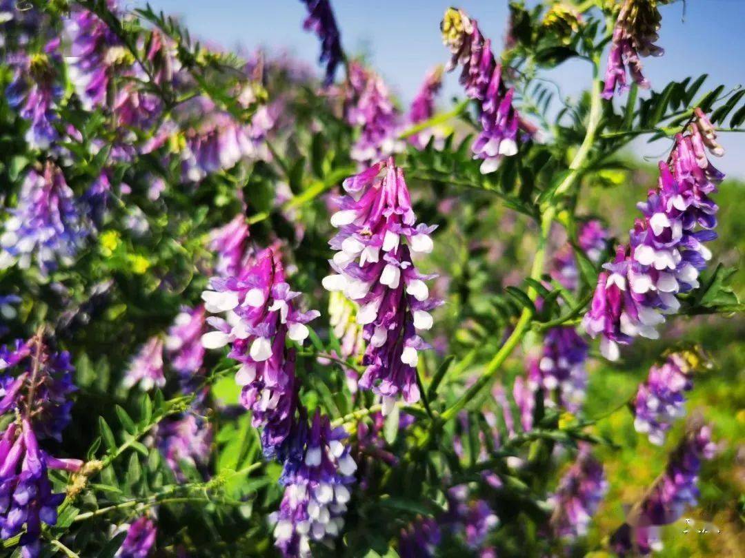 苕子花什么时候开花（苕子是什么植物）