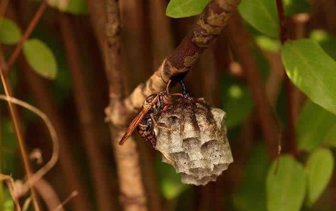 马蜂窝