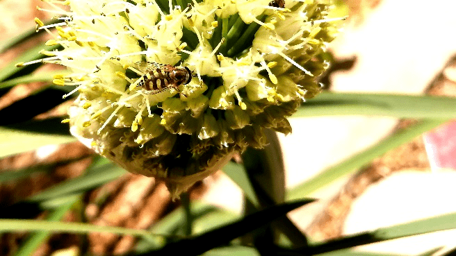 产蜜最多的蜜源植物有哪些？（高产蜜源植物介绍）