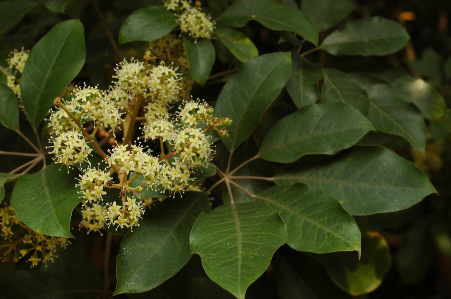 乡下野外主要蜜源植物有哪些（5种农村常见的蜜源植物）