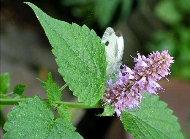 乡下野外主要蜜源植物有哪些（5种农村常见的蜜源植物）