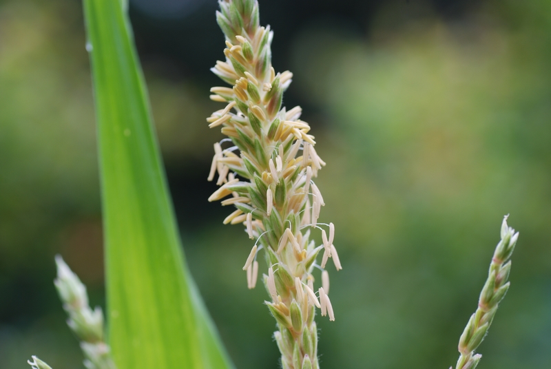 玉米是什么植物（玉米植物介绍和传粉方式）