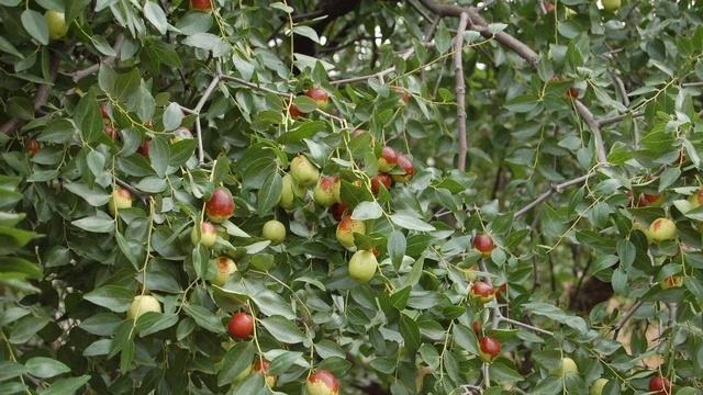 山东蜜源植物有哪些（山东蜜源植物表）