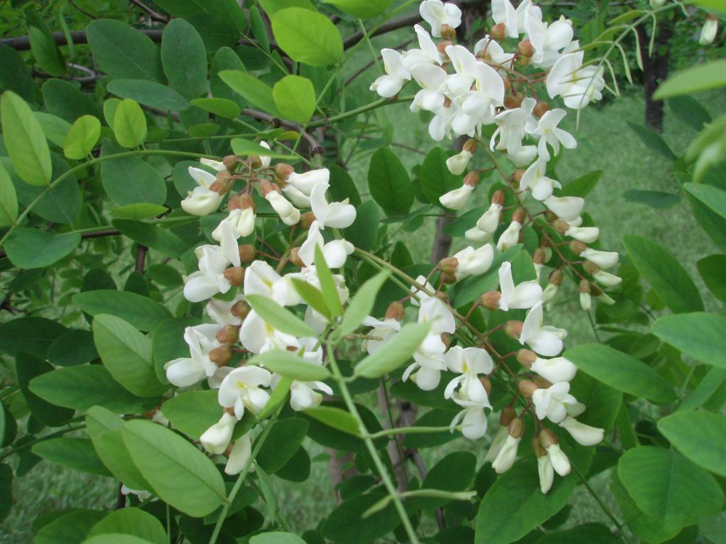 山东蜜源植物有哪些（山东蜜源植物表）