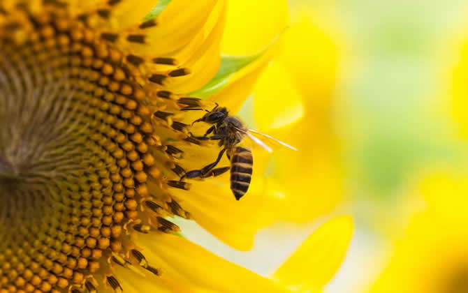 蜜蜂养殖技术之秋季蜂群管理技巧